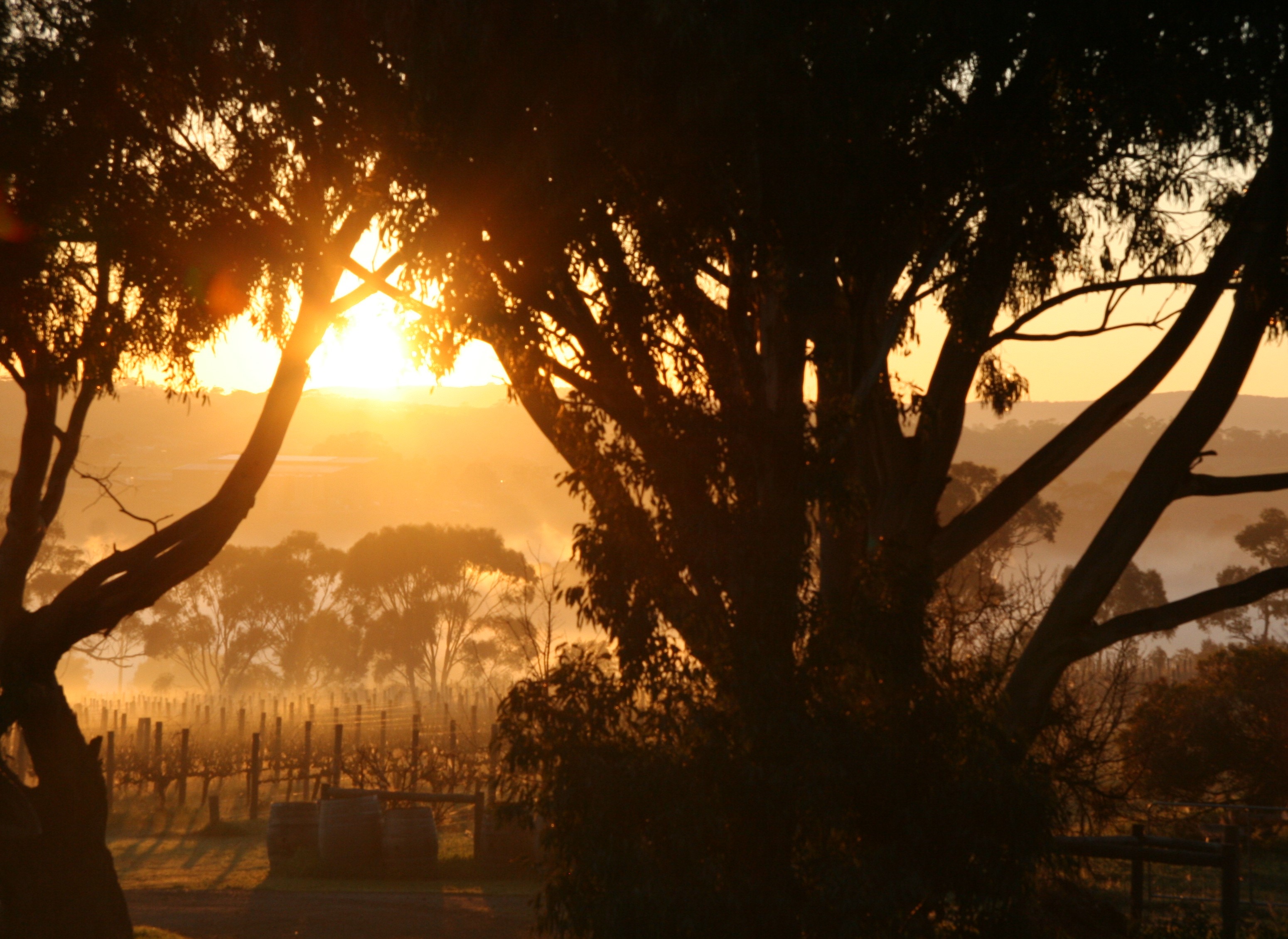 Driveway at dawn